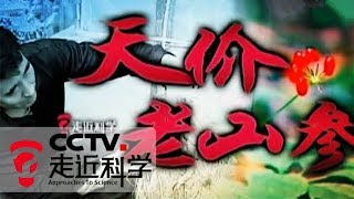 《走近科学》天价老山参 20110108 | CCTV走近科学官方频道