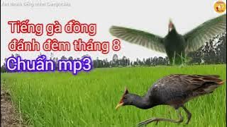 Tiếng gà đồng, cúm núm đánh đêm mới nhất 2025 (6)