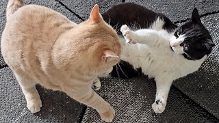 Young Cat Terrorizes Senior Cat by Tom & Mimi 2,697 views 11 days ago 22 seconds