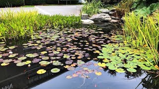 Lotus Flowers & Red Fishes  in Downtown Vancouver. 4K Video!