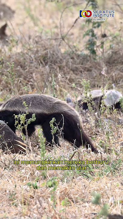 Hewan yang Kebal terhadap Bisa Ular #musangmadu #ratel #fakta #FaktaUnik #viral #shortsvideos