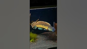 #orang spotted snakehead    fish💙💙#shorts #video