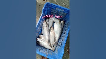 সূরা ইখলাস سورة الإخلاص। কি মধুর সুর