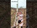 Essential Winter Vineyard Maintenance - Grape Pruning Skills