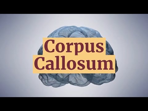 Corpus Callosum Structuur en functies