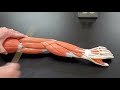 Professor long 2401 lab muscles of the arm