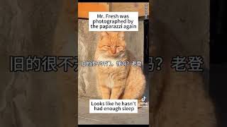 Silly Cats From Tiktok