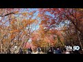 Korea Autumn