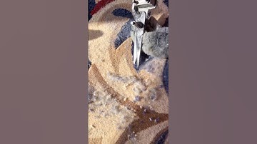 Carpet design carving process- Goodtools and machinery make work easy