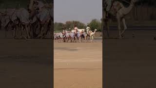 #Dubai.... Al Saheli #camel