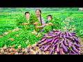 Harvesting Giant Vegetable Garden to Sell at Market - Buy Baby Chickens and Take Care of Them