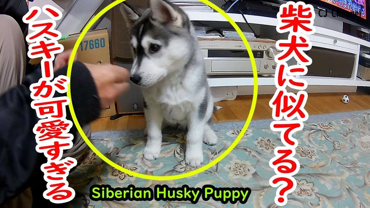 柴犬に似てる シベリアンハスキーがかわいすぎる Siberian Husky Puppy Youtube