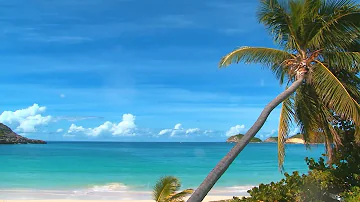 Palm Tree & Sea Ambience with Calm Bossa Nova & Waves Sound for Studying, Relaxing, Sleeping-10Hours