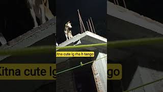 kitna cute lg rha h tango#animals#trending#love#support #like