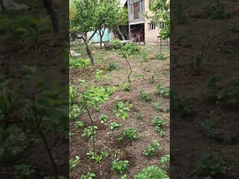 Video: Bahçe Komşuları
