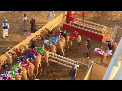 Al Marmoom Camel Racing - Dubai