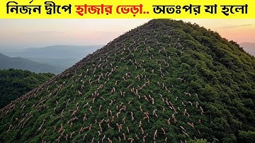 তারা হাজার হাজার ভেড়াকে ক্ষুধার্থ ছেড়ে দেয় একটি নির্জন দ্বীপে... তারপর যা ঘটে তা সবাই অবাক!