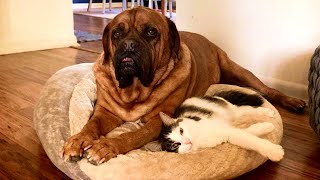 Tiny Kitten Makes 135-Pound Mastiff Become Obsessed With Her