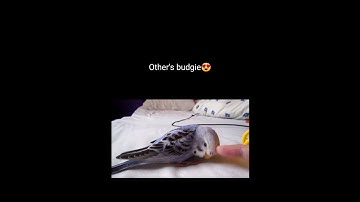 This is the reason why I hate my budgie 😒 #Budgies #Shorts