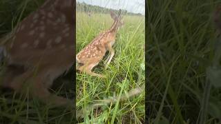 Found a baby deer in the field…