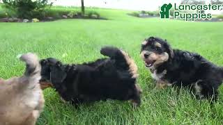 Lively York-Chon Puppies