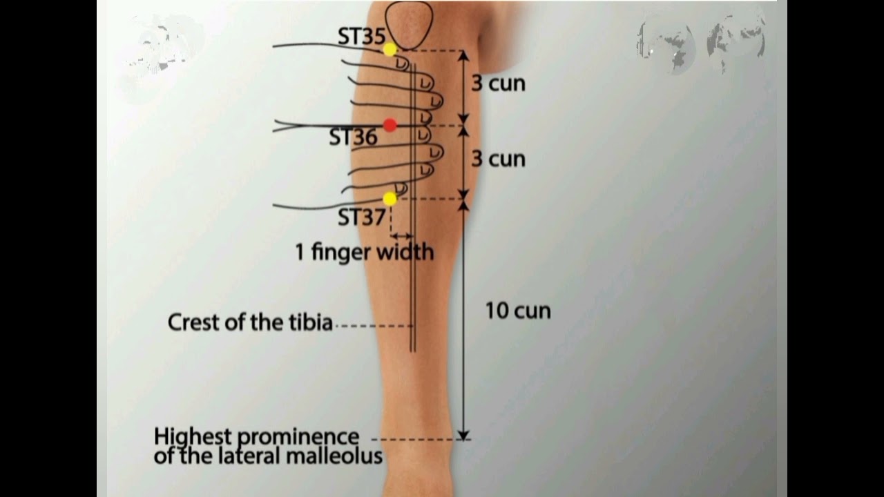 St точка. Точка st36 акупунктуры. Точка st36 Меридиан. Меридиан (акупунктура). Zusanli st36 точка.