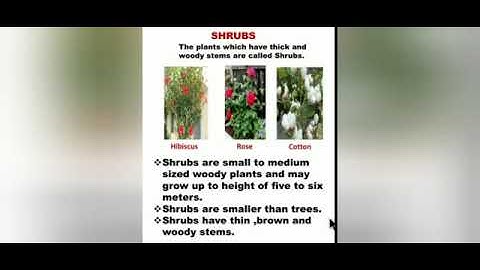 Class 3 Science Lesson 2 Green Wealth