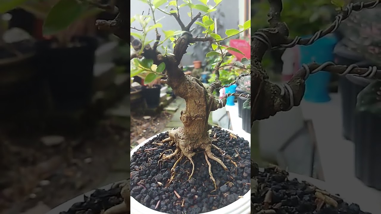 Bonsai celtis sinensis on proses... 