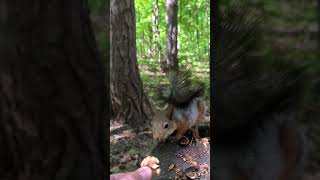 Белочка не маленьком пеньке #squirrel #wildlife #animals