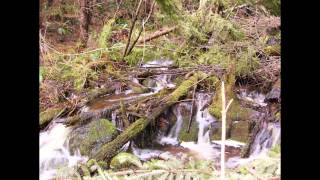Amazingly Beautiful - Ohop, Washington