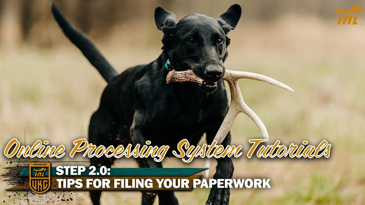 Online Processing Tutorial Video: Step 2.0 Tips for Filing Your ...