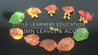 Little Learners Education-  🍂 Autumn Maths Activity With Nature 🍁 : Autumnal Leaves and Acorns