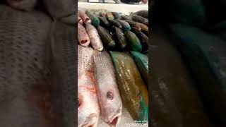 شاهد أفضل أنواع الأسماك الملونة وأخطبوط بحرى كمان