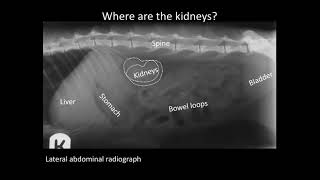 Kidney disease in cats