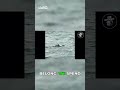 Wild Dolphins: A Pure Joyful Ocean Show! 🌊💖