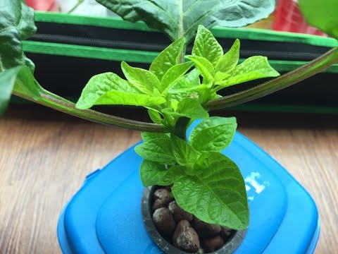 Video: Jalapeno Pepper Plant: Dyrking og omsorg for Jalapeno Peppers