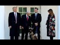 IS指導者を追い詰めた軍用犬「コナン」、ホワイトハウスでお披露目