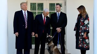 IS指導者を追い詰めた軍用犬「コナン」、ホワイトハウスでお披露目