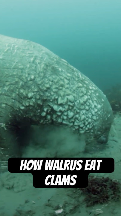 Download lagu This is how walrus eat clams! #wildlife #walrus #naturepbs #animals #ocean