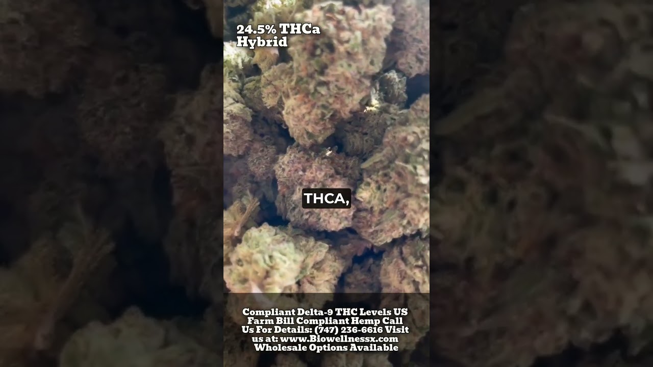 Experience Elegance with White Wedding Strain: The Ultimate Choice for Connoisseurs