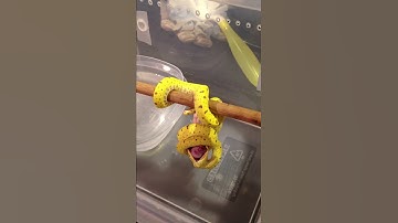 Green Tree Python (Morelia Viridis) Feeding - Part 1 - The Kill