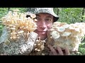 Культивируемые грибы - есть ли от них польза?  Зимний опенок Фламмулина.