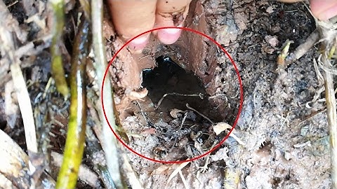 Cách tìm hang lươn - Tìm lỗ lươn - Cách câu lươn hiệu quả nhất