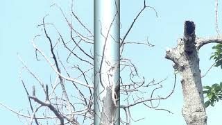 Download Lagu MANUK ENGKUK Download Lagu MANUK ENGKUK