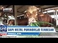 Sapi Raksasa Purworejo Terbesar Di Jawa Tengah Seberat 1,4 Ton