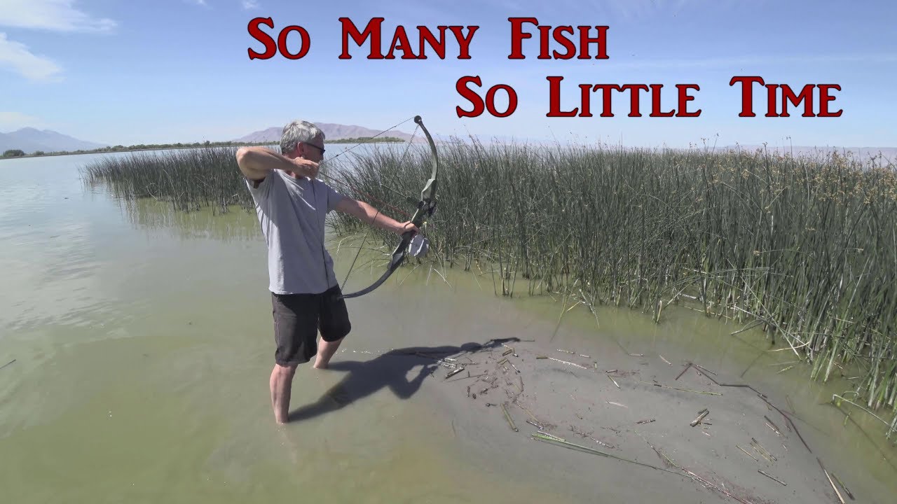 🏞️ Bowfishing From the Shore (So Many Fish)