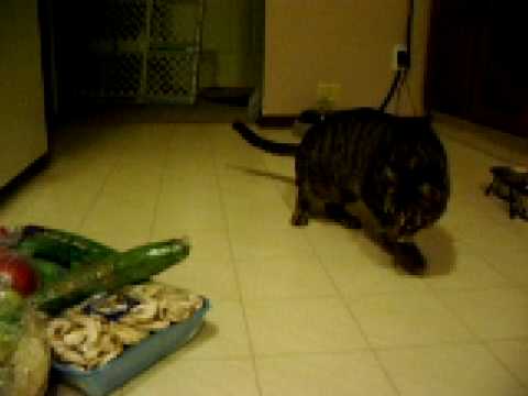 Cats Vs. Cucumbers | Know Your Meme