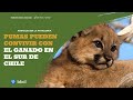 Los pumas pueden convivir con el ganado en el sur de Chile