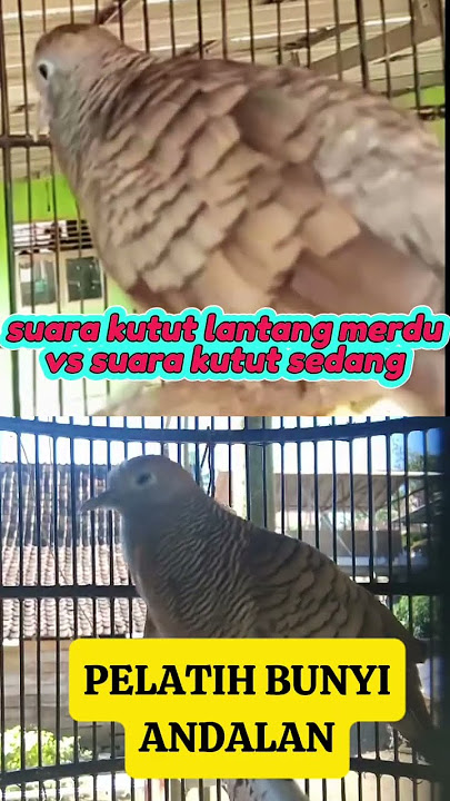 suara perkutut lantang tembus menggema vs suara kutut sedang cocok buat pamacu bunyi #platm #birds