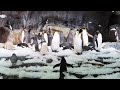 Penguins 🐧